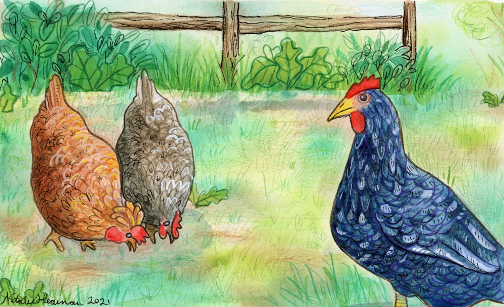 Somerset: Chickens