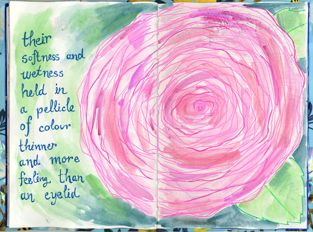 A spread of the book which says: "The softness and wetness held in a pellicle of colour thinner and more feeling than an eyelid." over a single big rose drawing. 