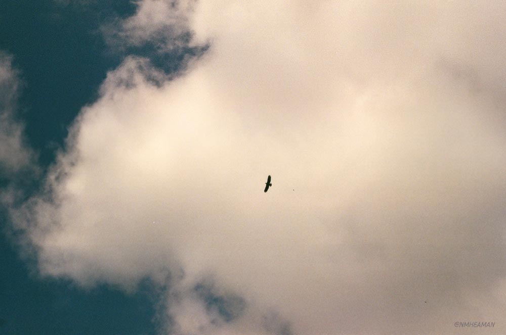 A film photo looking directly up at the sky, A big white fluffy cloud takes up most of the photo, and the small silhouette of a bald eagle can be seen against it. 
