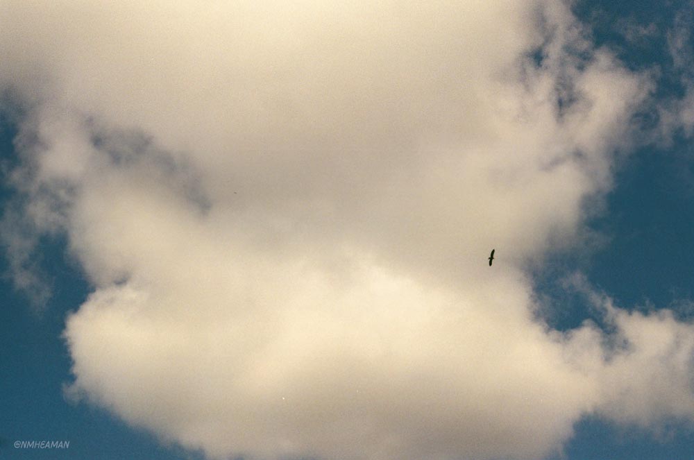 A film photo looking directly up at the sky, A big white fluffy cloud takes up most of the photo, and the small silhouette of a bald eagle can be seen against it. 
