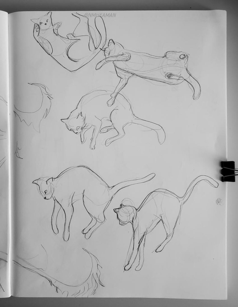 Pencil sketches of a cat is various poses as it falls, twisting is mid-air to land on it’s feet.