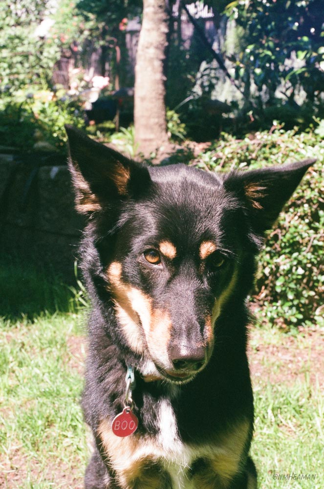A film photo of a black dog with pointy upright ears. She looks at the camera with her head at an angle, looking coy.