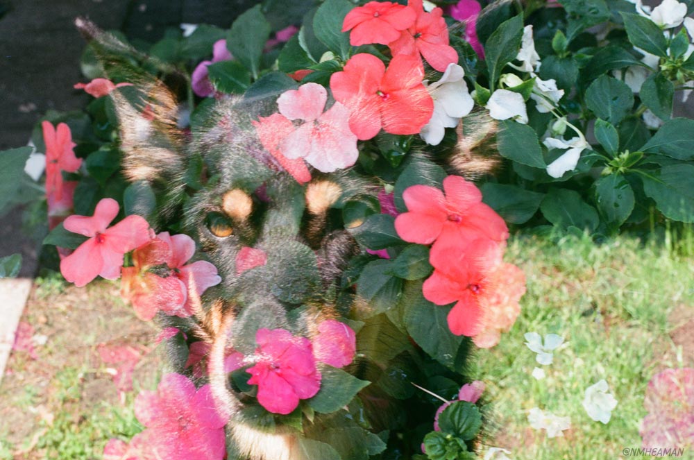 Flowers on flowers on flowers