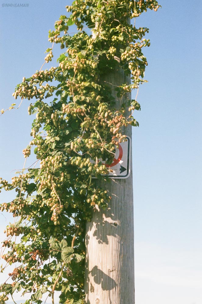 A film photo of a telephone pole overgrown by hops. A no parking sign is barely visible under the hops.
