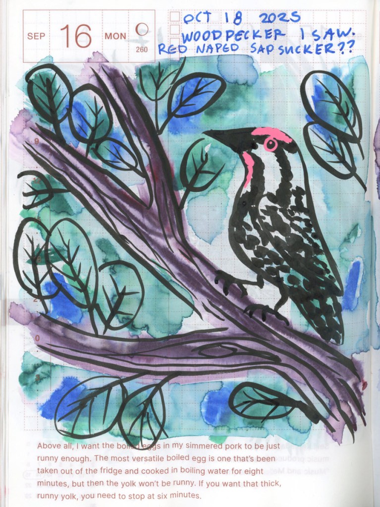 A drawing with washy bleeds of blue and green ink. The drawing is of a small woodpecker with a red head in a tree branch. It’s captioned: “Woodpecker I saw. Red naped sap sucker?”