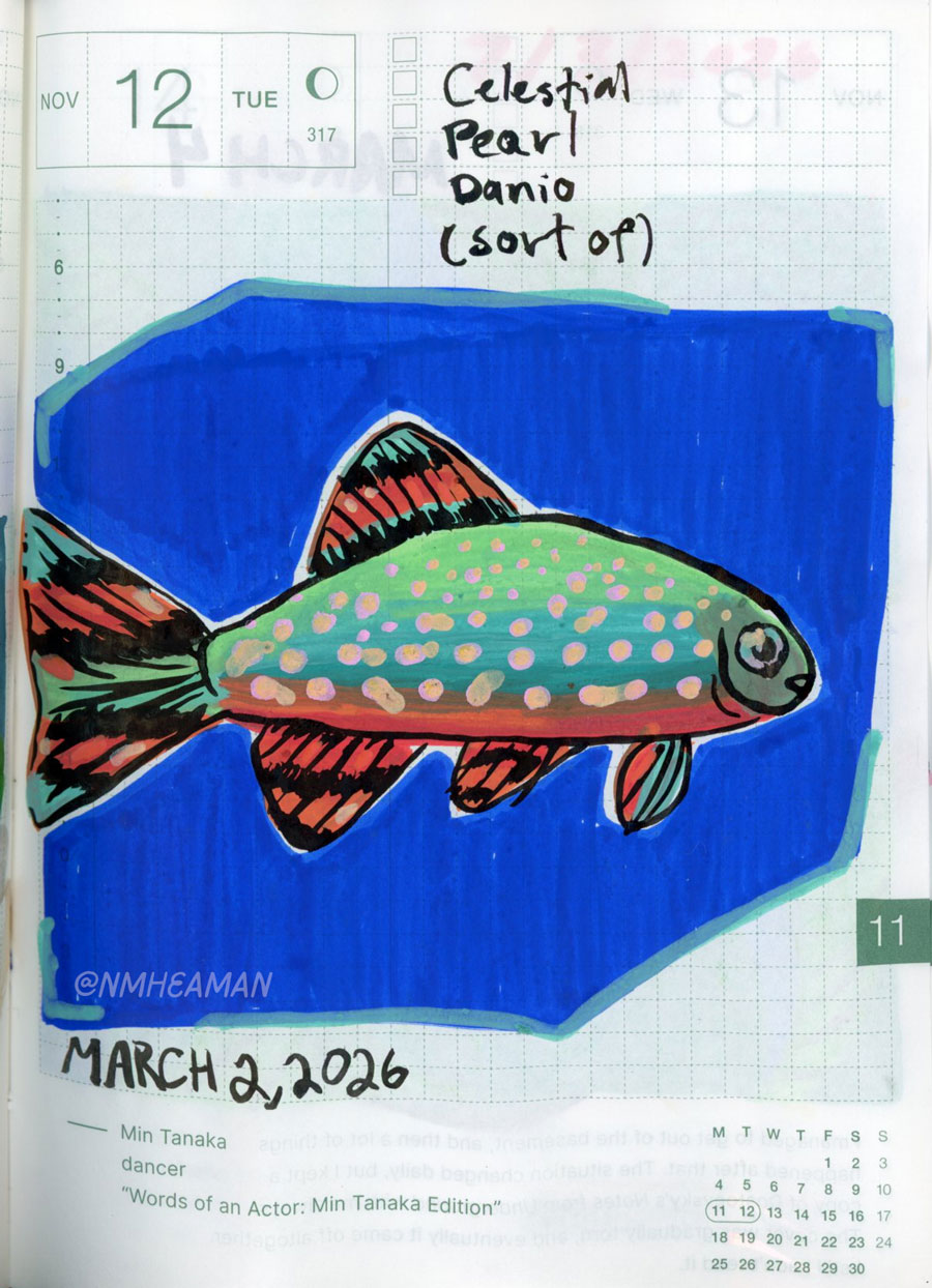 A acrylic ink pen drawing of a Celestial Pearl Danio fish. The drawing isn’t very accurate. The fish has a red belly with green and blue on the rest of its body, with peachy coloured speckles.