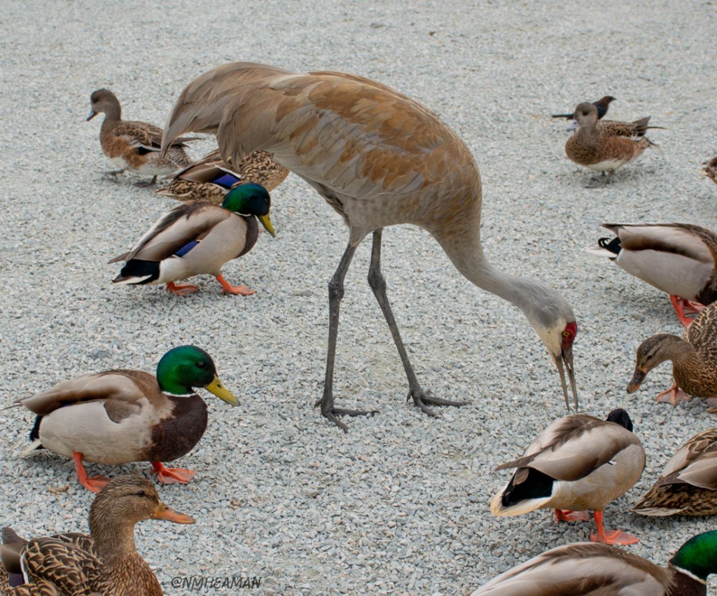 Birds, birds, birds!